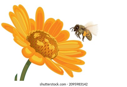 Vector illustration of European honey bee or species of apis mellifera flying over yellow daisy with pollen on their hind legs,big size, commercial pollinator,isolated on white,Life of Common Bee.