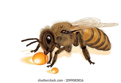 Vector illustration of European honey bee or species of apis mellifera sucking drops of honey,on white background,big size,commercial pollinator,isolated on white background,Life of Common Bee.