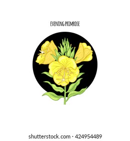 Vector illustration of evening primrose flower in a black circle on a white background. Design of packaging, cosmetics, shampoos, health supplements.