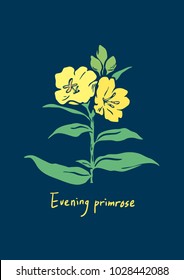 Vector Illustration. Evening primrose flowers illustration with color. Oenothera odorata.
