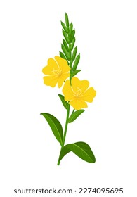 Vector illustration, evening primrose or Oenothera biennis, isolated on white background.