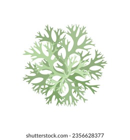 Vector illustration, Evernia prunastri, also known as oakmoss, isolated on white background.