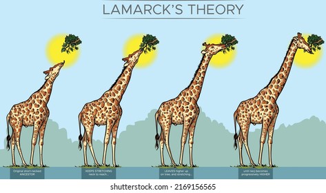 Vector illustration of evolution of giraffe's neck by Lamarck's theory.