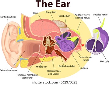Vector illustration of Examination ear anatomy