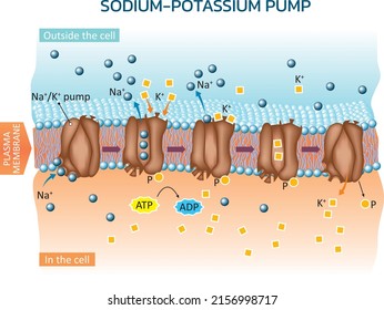 Vector Illustration Of An Example Of Active Transport In Animal Cells - Sodium Potassium Pump.