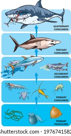 Vector illustration of example marine food chain.