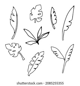 A Vector Illustration of exotic banana leaves isolated on a white background