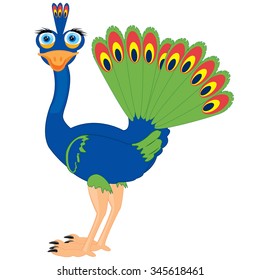 Vector illustration of the exotic bird peacock on white background