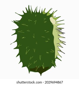 Vector Ilustración pepino exótico Cuchinito aislado en fondo blanco 