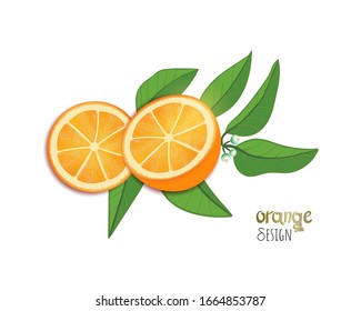 Vector Illustration. Exotic fruit design on white background. Slice of orange with leafs of orange plant. Lettering orange design. Flat style.
