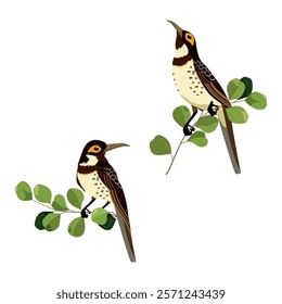 Vector illustration of exotic Hawaii birds on white isolated background. Template for postcard, poster, logo, web design.