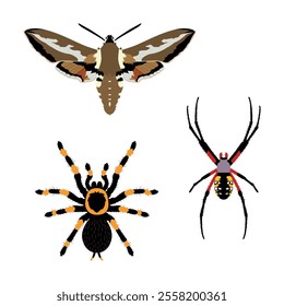 Vector illustration of exotic insects and arachnids, including a hawk moth, tarantula spider, and orb-weaver spider. Perfect for educational materials, entomology themes, and nature-inspired designs.