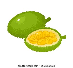 Ilustración vectorial de la yaca exótica aislada en blanco. Toda la mitad de la fruta dulce dulce dulce asiática fresca utilizada para el afiche, sitio web, folleto, etiqueta