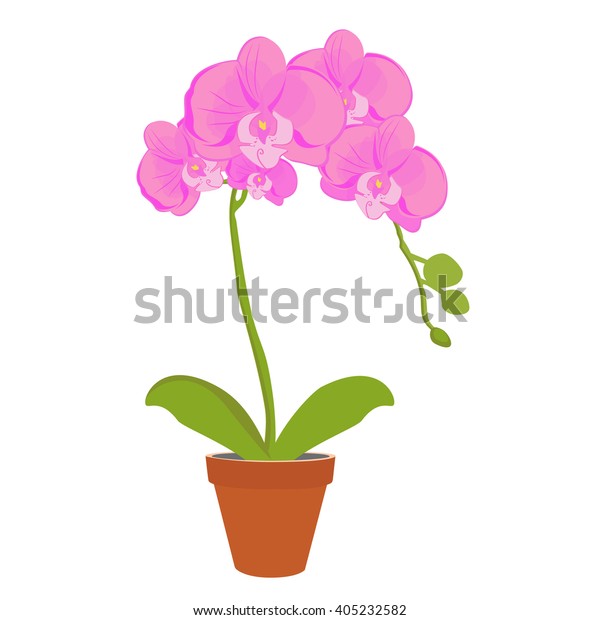 Phalaenopsis orchid in bloom