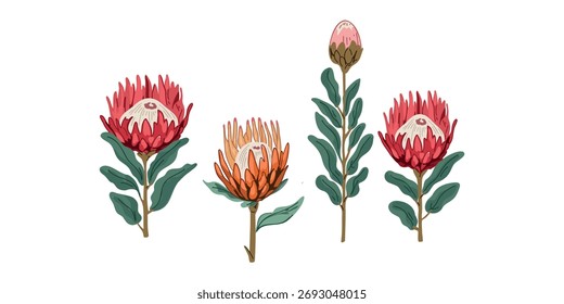 vector illustration exotic protea flowers pack