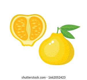 Vector illustration of exotic ugli fruit isolated on white. Wholeand half of fresh tropical jamaican tangelo used for poster, website, brochure, tag