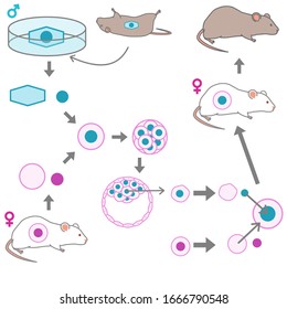 Vector illustration explaining the process of creating a cloned mouse from a frozen mouse