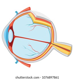 Vector Illustration Of Eye Anatomy