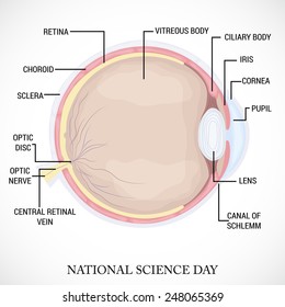 Vector illustration of Eye for National Science Day.