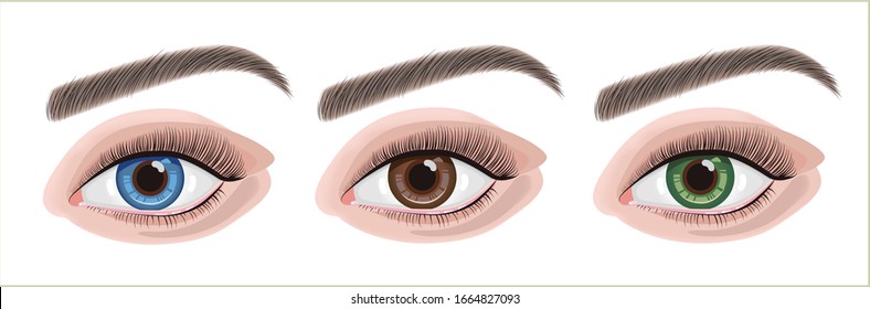 Vector illustration of eyes with different color, green, brown and blue. Set eyes illustration.