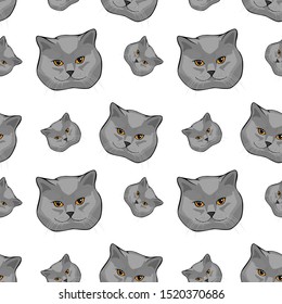 Vector illustration face of  gray shorthair scottish cat. Isolated on white background.