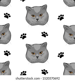 Vector illustration face of  gray shorthair scottish cat. Isolated on white background.