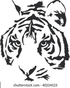 Vector illustration of a tiger´s face (head) on white background