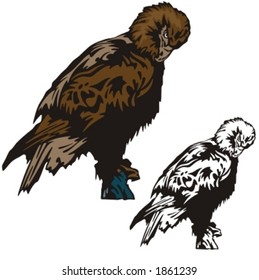 Vector illustration of a falcon.
