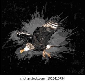 Vector illustration of Falcon -   Bird of Prey  - Grunge art