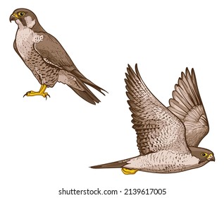 Vector Illustration Of A Falcon. Two Birds  Isolated On A White Background.