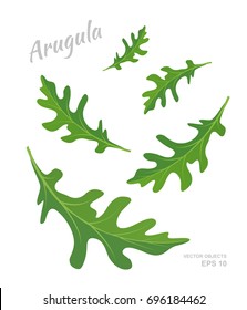 Vector illustration of falling Arugula leaves isolated on white background. Fresh spices and condiments. Natural eco product