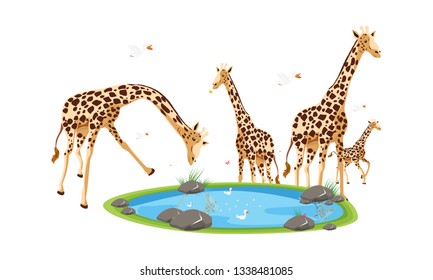 A vector illustration of a family of giraffes with duck family eps 5 - Vector