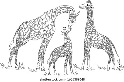 A vector illustration of a family of giraffes in savannah. The nature of Africa. Reserves and national parks. 