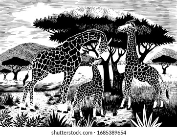 A vector illustration of a family of giraffes in savannah. The nature of Africa. Reserves and national parks. 