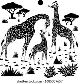 A vector illustration of a family of giraffes in savannah. The nature of Africa. Reserves and national parks. 