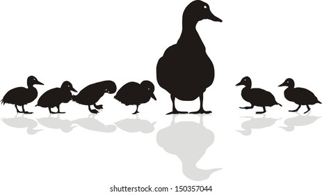 Vector illustration of a family of wild ducks