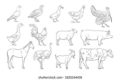 vector illustration of farm animal isolated on white background.