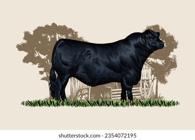 vector illustration Farm animals - Big sturdy black Angus Cow, Best Beef Cattle. hand drawn vintage