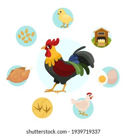 Vector illustration of farm animals. Cute cartoon cock. Set of icons. Benefits of farm animals

