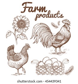 Vector illustration of farm birds - cock and hen, basket with eggs and flower sunflower. Images of animals and objects agricultural theme, isolated on white background. Hand drawing, vintage.