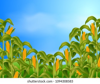 vector illustration of Farm scene with fresh corn