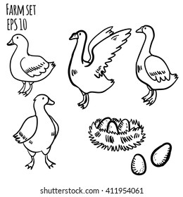 Vector illustration farm set. Illustration set with domestic birds. Doodle duck, goose and nest with eggs on white background.
