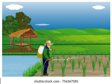 vector illustration farmer manure rice plant in paddy field 