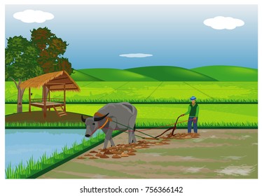 vector illustration farmer plow in paddy field