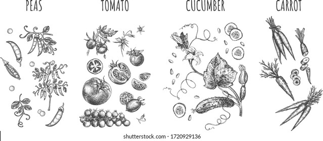 Vector illustration of farmers market garden vegetables set. Peas, tomato, cucumber, carrot. Botanical veggies drawing. Vintage hand drawn engraving style.