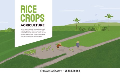 Vector illustration of farmers who transplant rice crops, grow and cultivate seedlings. Couple of people working in a paddy. Smallholder Agriculture in Asia, Indonesia. Template layout, banner, flyer.