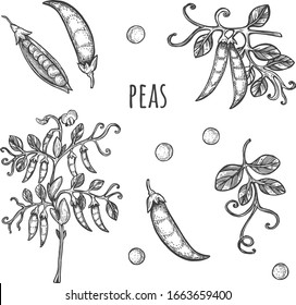 Vector illustration of farming set. Ripe peas plant and beans. Branch with leaves, pod. Vintage hand drawn style.
