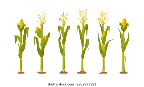 Ilustración vectorial de una tierra de cultivo con plantas de maíz maduras.