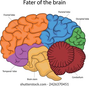 Vector illustration of the fate of the brain. Frontal, parietal, temporal and occipital lobes of the brain.