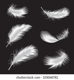 vector illustration of feather